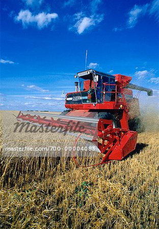 Harvesting Wheat Near Hamiota, Manitoba, Canada
