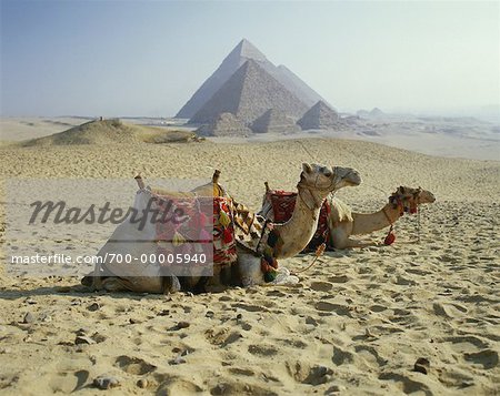 Camels Resting by Pyramids of Giza Cairo, Egypt
