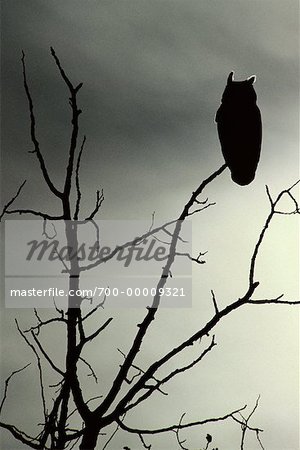 owl on a branch silhouette