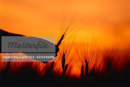 Silhouette of Hand Picking Wheat At Sunset