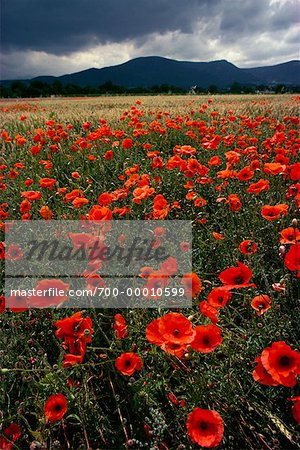 Field of Poppies Alsace, France