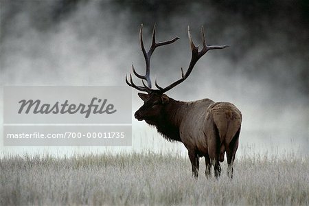 Bull Elk Jasper National Park Alberta, Canada