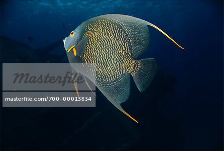 Underwater View of French Angelfish Grand Cayman Island British West Indies