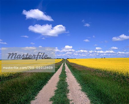 Canola Fields Russell, Manitoba, Canada