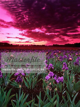 Field Of Irises At Sunset Sliverton Oregon Usa Stock Photo Masterfile Rights Managed Artist Daryl Benson Code 700