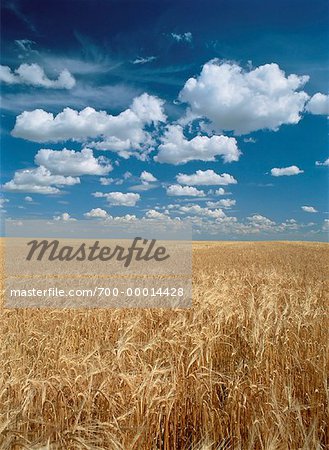 Wheat Field Near Eatonia, Saskatchewan Canada