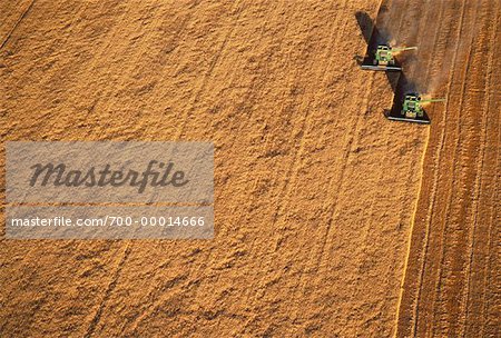 Harvesting Wheat Saskatchewan, Canada Harvesting Wheat Saskatchewan, Canada