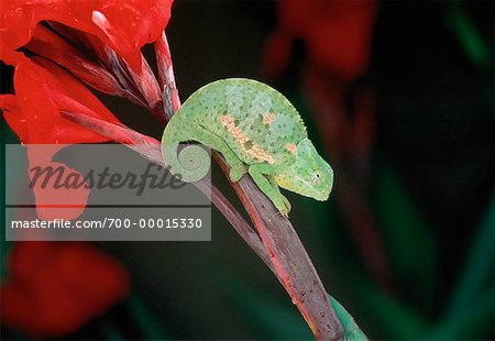 Chameleon Zambia