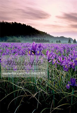 Iris Field Near Silverton Oregon Usa Stock Photo Masterfile Rights Managed Artist Daryl Benson Code 700