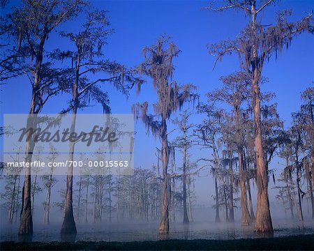 Cypress Trees Lake Lafayette, Tallahassee Florida, USA