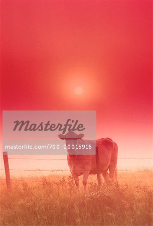 Sunrise and Cow Near Dafoe, Saskatchewan, Canada