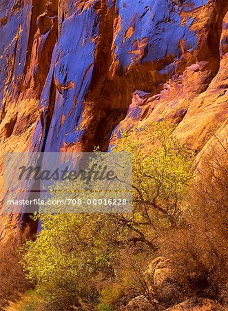 Spring Near Canyonlands National Park Utah, USA