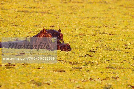 Hippopotamus and Nile Cabbage South Luangwa National Park Zambia