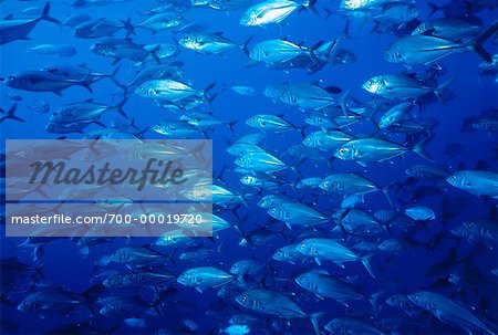 Underwater View of Crevalle Jacks Off Socorro Islands, Mexico