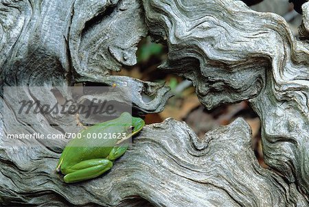 Green Tree Frog on Log