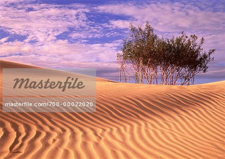 Athabasca Dunes and Trees Northern Saskatchewan, Canada