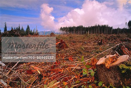 Clear-Cut Forest Washington State, USA