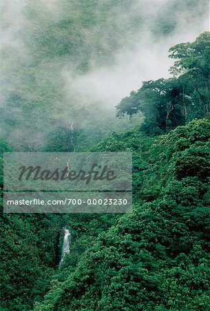 Cloud Forest Andes Mountains Napo Province, Ecuador