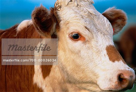 Portrait of Cow Southern Alberta, Canada