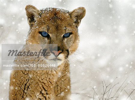 Portrait of Cougar in Winter