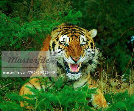 Portrait of Snarling Bengal Tiger
