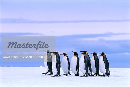 King Penguins Gold Harbour, South Georgia Island, Antarctic Islands