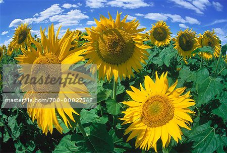 Sunflower Field Beausejour, Manitoba, Canada