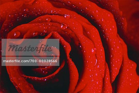 Close-Up of Rose with Water Drops