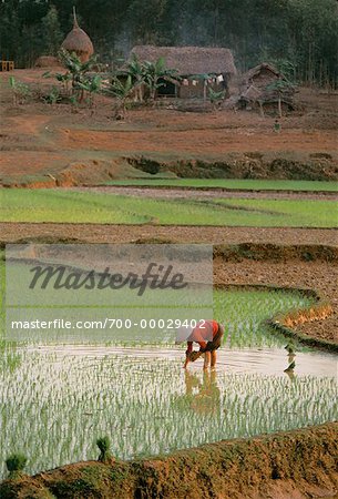 Worker in Rice Paddy Sam Son Village, Vietnam