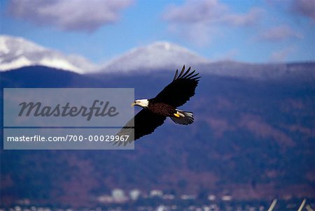 Bald Eagle in Flight Vancouver, British Columbia Canada