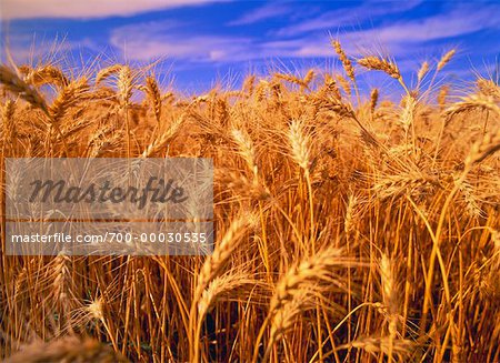 Close-Up of Barley Field Camrose, Alberta, Canada