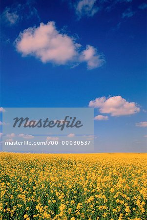 Canola Field Crossfield, Alberta, Canada Canola Field Crossfield, Alberta, Canada