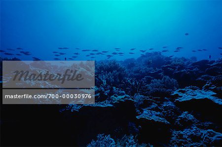 Underwater View of Fish Swimming On Coral Reef Republic of Palau, Micronesia