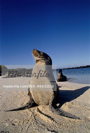 Galapagos Sea Lions Galapagos Islands, Ecuador