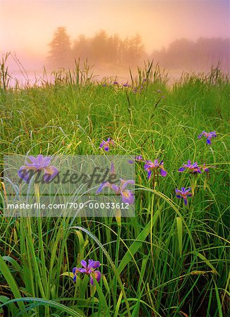 Blue Flag Irises Whiteshell Provincial Park Manitoba, Canada