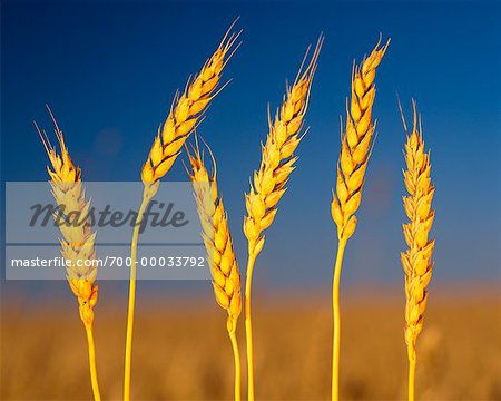 Close-Up of Wheat Stalks Stanford, Manitoba, Canada