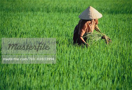 Woman Working in Rice Field Nha Trang, Vietnam