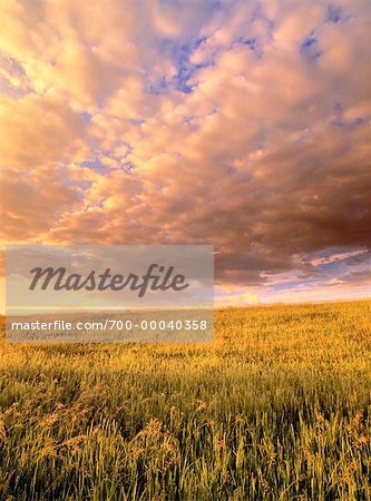 Hay Field and Sky at Sunset Alberta, Canada