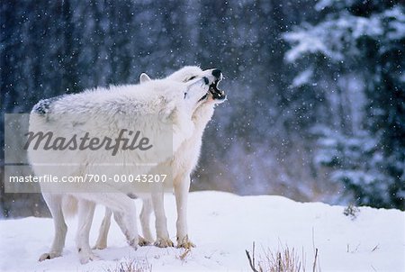 Arctic Wolves Playing in Winter