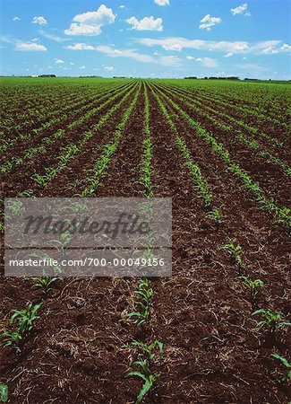 Corn Crop in Early Stages of Growth, Stonewall, Manitoba Canada