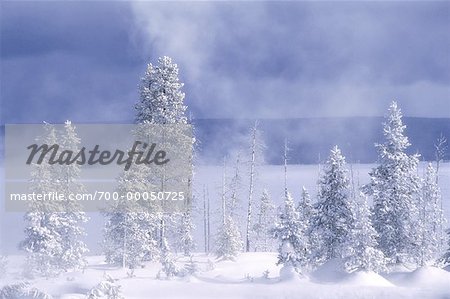 Snow Covered Trees and Mist Yellowstone National Park Wyoming, USA