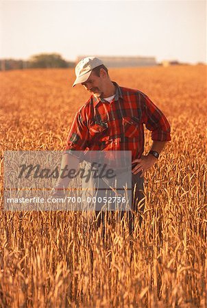 Farmer Inspecting Barley Field Stirling, Ontario, Canada