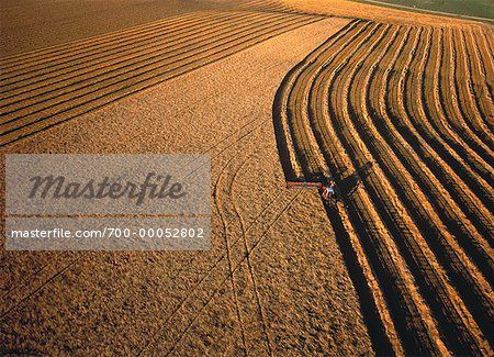 Aerial View of Swathing Wheat Carberry, Manitoba, Canada