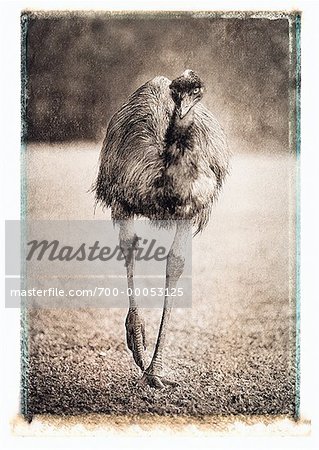 Emu Walking on Field Queensland, Australia