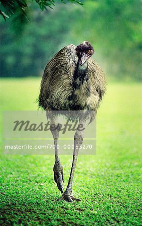 Emu Walking in Field Queensland, Australia