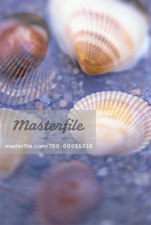 Seashells in Water