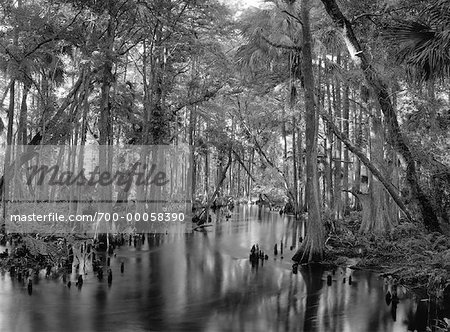 Trees along Loxahatchee River Florida, USA