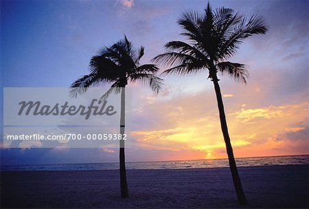 Palm Trees on Beach at Sunset Fort Lauderdale, Florida, USA