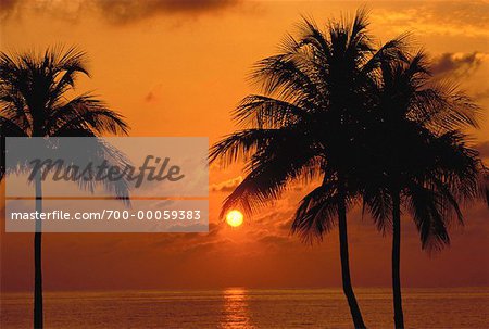 Silhouette of Palm Trees at Sunset, Fort Lauderdale, Florida USA