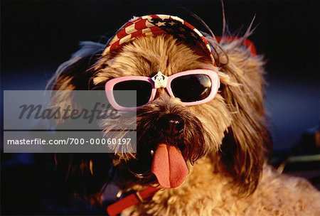 dog visor and sunglasses